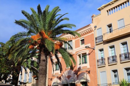 Téléchargez les photos : Street view with palm trees in Perpignan city in Roussillon region, France. Town in French Catalonia. - en image libre de droit
