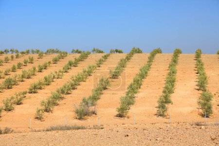 Photo for Agafay desert landscape near Marrakech, Morocco. Irrigated olive tree farm in the desert. - Royalty Free Image