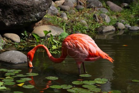 Photo for Pink flamingo wading bird in Deshaies Botanical Garden, Guadeloupe island. - Royalty Free Image