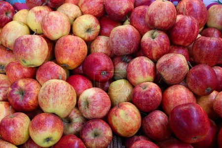 Téléchargez les photos : Pommes polonaises de Grojec. Connu en polonais sous le nom de jablka grojeckie. - en image libre de droit