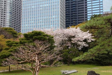 Photo for Tokyo, Japan - Hamarikyu Gardens, park in Chuo district. Cherry blossoms. - Royalty Free Image