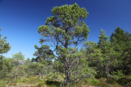 Pine tree in a forest in Norway. Nature of Sogn og Fjordane region.