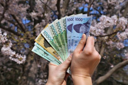 Photo for South Korean won. Currency of South Korea - hand holding used banknotes. Korean money. Cherry blossoms in background. - Royalty Free Image