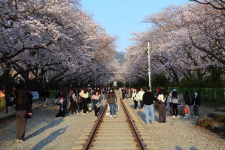 Photo for JINHAE, SOUTH KOREA - MARCH 28, 2023: People visit Gyeonghwa Station railroad tracks during Jinhae Cherry Blossom Festival in Changwon. It is one of biggest spring festivals in South Korea. - Royalty Free Image