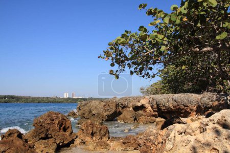 Téléchargez les photos : Côte rocheuse de corail à Cienfuegos, Cuba. Coccoloba uvifera, espèce côtière typique tolérante au sel. - en image libre de droit