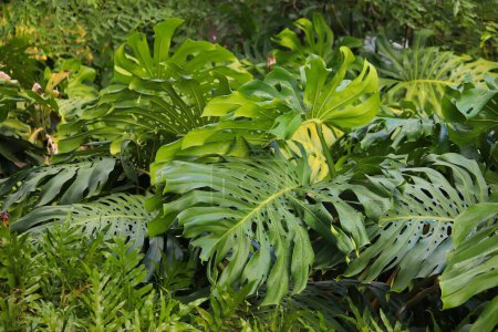 Photo for Monstera leaves background. Natural jungle green background at a botanical garden. - Royalty Free Image