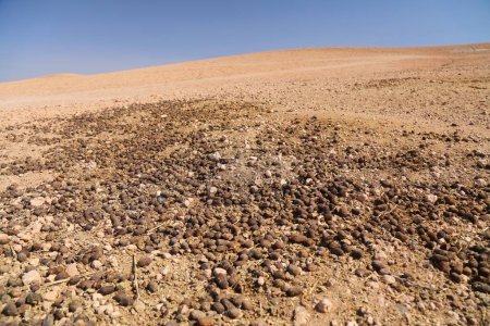 Téléchargez les photos : Excréments de chameaux dans un désert au Maroc. Bouses de chameau. - en image libre de droit