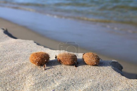 Photo for Sea balls or aegagropila - packed seagrass fibres dried on a beach in Sardinia, Italy. Also known as Neptune balls. - Royalty Free Image