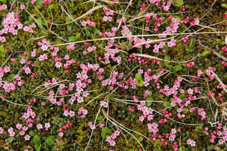 Photo for Alpine flowers of Norway. Flora of Saltfjellet-Svartisen National Park. Kalmia procumbens (alpine azalea) dwarf flowering shrub of Ericaceae family. - Royalty Free Image