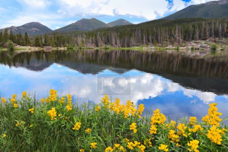 Foto de Sprague Lake. Paisaje americano Parque Nacional Montaña Rocosa en Colorado. Baptisia sphaerocarpa flores (índigo salvaje amarillo). - Imagen libre de derechos