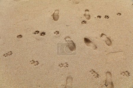 Photo for Dog prints on the beach sand. Walking the dog on Atlantic Ocean beach in Morocco. - Royalty Free Image