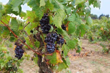 Téléchargez les photos : France vignoble. Corbieres région AOC vigne dans le canton de Capendu. - en image libre de droit