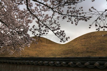 Foto de Gyeongju, Corea del Sur. Flor de cerezo temporada de primavera. Flores de cerezo sobre montículos históricos de entierro del reino de Silla. - Imagen libre de derechos