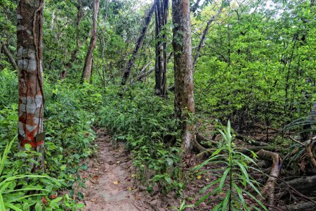Téléchargez les photos : Sentier de randonnée dans la forêt tropicale de l'île de Palawan, Philippines. Forêt tropicale de jungle. - en image libre de droit