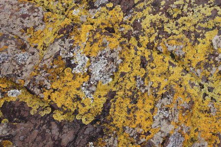 Photo for Yellow map lichen (Rhizocarpon geographicum species) background. Lichen growing on rock in New South Wales, Australia. - Royalty Free Image