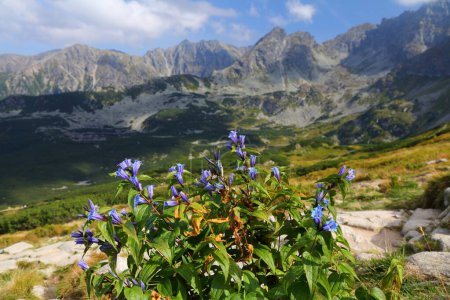 Photo for Willow gentian (Gentiana asclepiadea) violet colored flowers in Tatry mountains in Poland. Nature of Poland. - Royalty Free Image