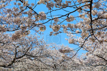 Photo for Cherry blossoms in Jinhae Cherry Blossom Festival. Changwon, South Korea. - Royalty Free Image