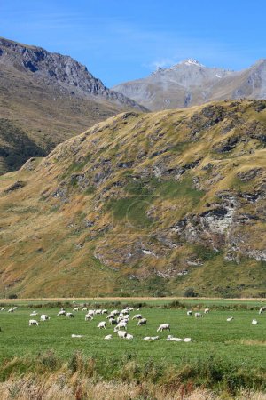 Photo for Sheep grazing on pasture in Otago region of South Island, New Zealand. Agriculture in Mount Aspiring National Park. - Royalty Free Image