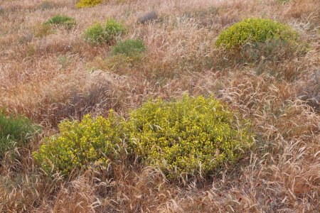 Ononis natrix (retharrow jaune) touffes de fleurs jaunes au Portugal. Sous-espèce Ramosissima. Espèces florales de l'Algarve, Portugal.