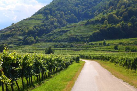 Danube Cycle Path (Donauradweg) among vineyards in Wachau region. Long distance bicycle route in Austria.