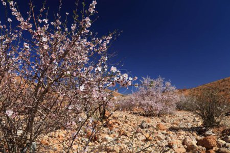Blühende Mandelbäume im Anti-Atlas-Gebirge bei Tafraoute, Marokko. Mandelblüten im Frühling in Marokko.