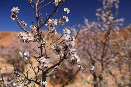 Blooming almond trees in Anti-Atlas mountains near Tafraoute, Morocco. Spring time almond blossoms in Morocco.