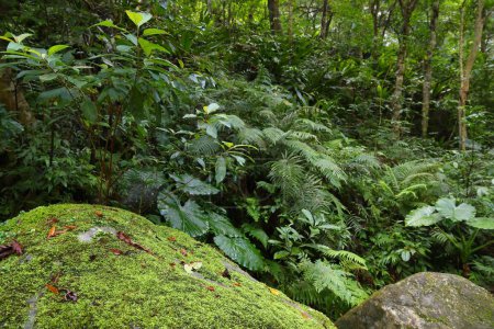 Selva de Taiwán. Parque Nacional Taroko en Taiwán. Flora exuberante selva tropical.