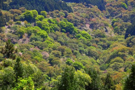 Japan - Natur des Mount Yoshino (Yoshino-yama), ein UNESCO-Weltkulturerbe. Grüne Bäume im Frühling.