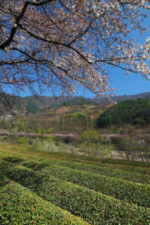Champs de thé et fleurs de cerisier à Hwagae, Hadong-gun en Corée du Sud.