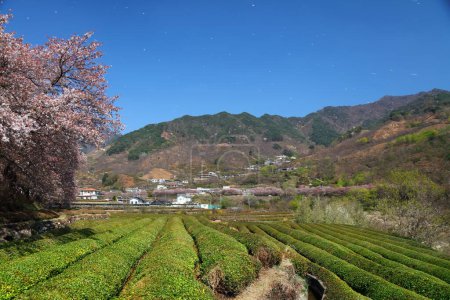 Campos de té y flores de cerezo con ventisca de pétalos de cerezo en Hwagae, Hadong-gun en Corea del Sur.
