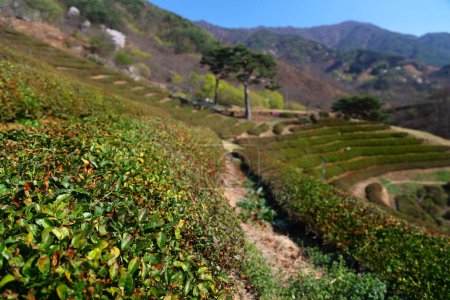 Granja de té en Hwagae, Hadong-gun en Corea del Sur. Profundidad superficial del campo.