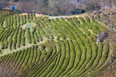 Tea farm in Hwagae, Hadong-gun in South Korea.