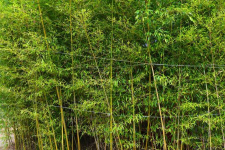 Bamboo grove background - green bamboo garden in Jeonju, South Korea.