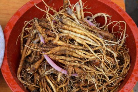 Deodeok Wurzel traditionelle koreanische Medizin Naturprodukt. Heilpflanze auf dem Jeonju Nambu Markt. Wurzel der Pflanze Codonopsis lanceolata (Glockenblume oder Ballonblume)).