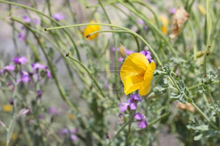 Italy Sardinia island nature. Mediterranean plant species: flowers of yellow hornpoppy (Glaucium flavum). Also known as yellow horned poppy or sea poppy.