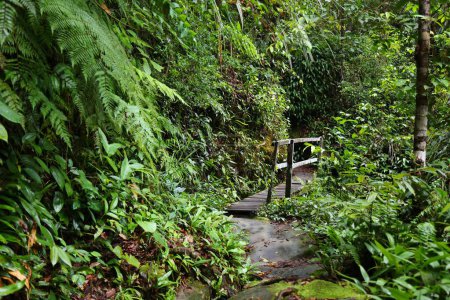 Hiking trail bridge in lush rainforest in Bako National Park in Borneo, Malaysia.