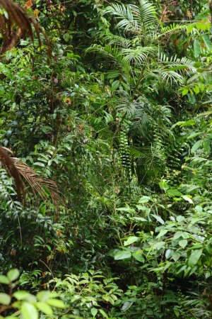 Plantas exuberantes de la selva tropical en el Parque Nacional Bako en Borneo, Malasia.