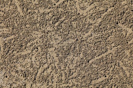 Sandbälle, die von vergrabenden Sandblasenkrebsen an einem Strand in Kota Kinabalu, Malaysia, produziert werden.