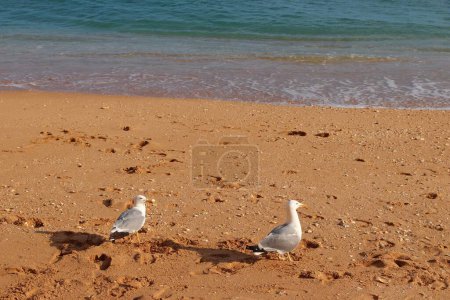 Yellow-legged gull (Larus michahellis) on a beach in Algarve, Portugal.