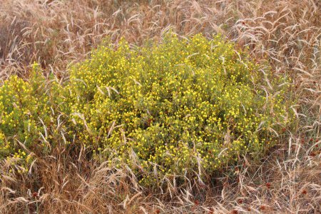 Ononis natrix (grada amarilla) flores amarillas en Portugal. Ramosissima subespecie. Especies de flora del Algarve, Portugal.