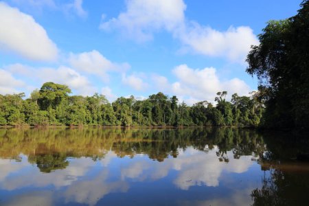 Oxbow lake and rainforest on Kinabatangan River in Sukau in Sandakan Division, in northeastern Sabah, Malaysia.