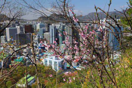 Seoul cityscape and peach blossoms. City view with Jung-gu district.