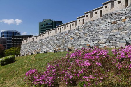 Seoul city walls and blooming azaleas in spring. Namsan Park view.