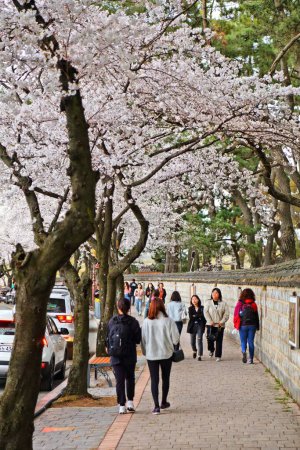Foto de GYEONGJU, COREA DEL SUR - 26 DE MARZO DE 2023: Los turistas visitan las flores de cerezo de primavera junto a los sitios históricos de tumbas reales en Gyeongju, Corea del Sur. - Imagen libre de derechos