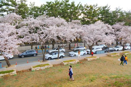 Foto de GYEONGJU, COREA DEL SUR - 26 DE MARZO DE 2023: Los turistas visitan las flores de cerezo de primavera junto a los sitios históricos de tumbas reales en Gyeongju, Corea del Sur. - Imagen libre de derechos