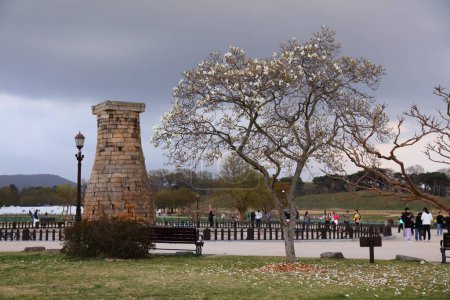 Foto de GYEONGJU, COREA DEL SUR - 26 DE MARZO DE 2023: Los turistas visitan el histórico Observatorio Astronómico de Cheomseongdae en Gyeongju. Árbol de magnolia floreciente en primavera. - Imagen libre de derechos