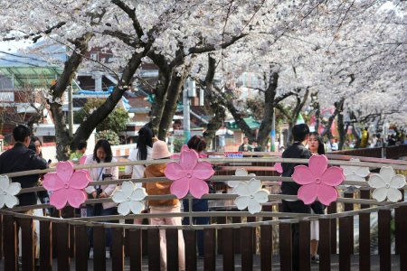 Photo for JINHAE, SOUTH KOREA - MARCH 28, 2023: People visit Jinhae Cherry Blossom Festival in Changwon. It is one of biggest spring festivals in South Korea. - Royalty Free Image