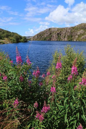 Noruega vista de verano con flores rosadas. Lago cerca de Stavanger y flores de leña (Chamaenerion angustifolium).