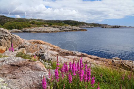 Norway coast landscape with fireweed flowers. Egersund in Rogaland region.
