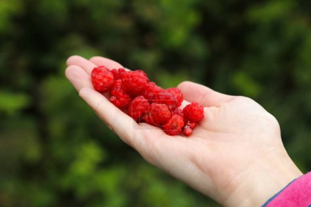 Summer forest berries in Norway. Wild red raspberry handful.